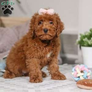 Abigail, Cockapoo Puppy